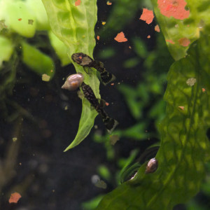 Ancistrus