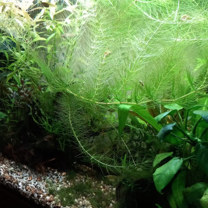 Guppies endler femelle et bébés