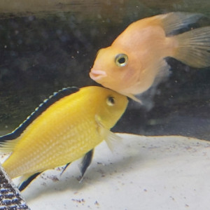 Donne couple : femelle cichlidé (Perroquet)  orange + mâle Labido jaune  avec trait noir sur la nageoire supérieure et ventrale