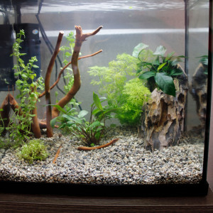 Publication de Laxurit