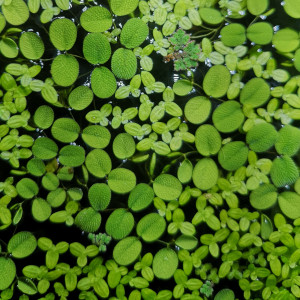 Plantes de surface en mélange