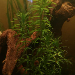 Elodée ou Egeria densa