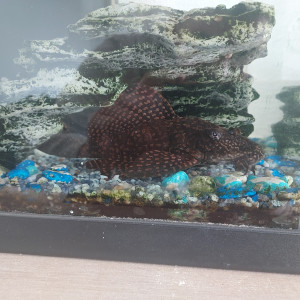 Donne poisson nettoyeur de vitres