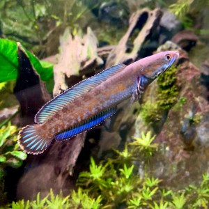 Publication de CokiZoo