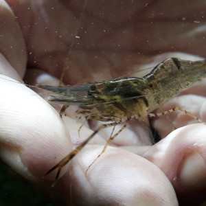 Grande crevette à pinces rouges