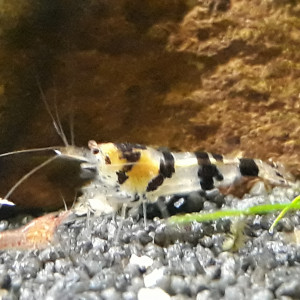 Tiger Racoon  10+ 2 offertes