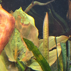 Publication de Pierrot-la-lune