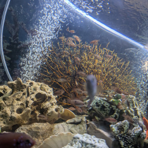 Cichlides joyaux