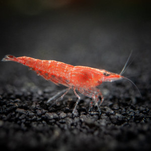 Crevettes Red Sakura selectionnées