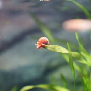 Planorbes et physes