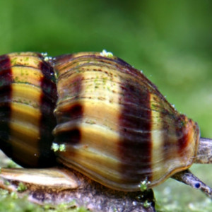 Escargot Anentome Héléna