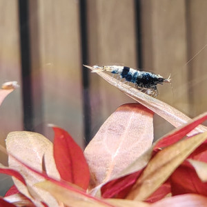 Publication de Olivoliv