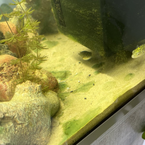 Publication de Robert38110