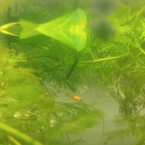 Publication de RanchuGarden