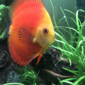 Publication de Balla