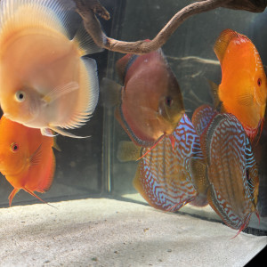 Discus