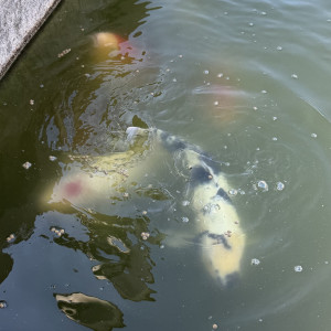 12 carpes Koi entre 60 et 100 cm à récupérer