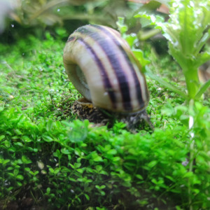 Hemathius micranthemoides