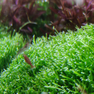 Riccia