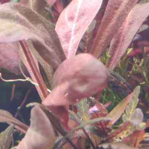 Samolus parviflorus red