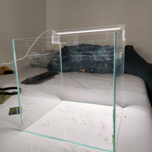 Aquarium superfish Scaper