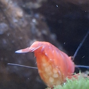 Publication de Pierrot-la-lune