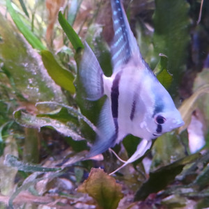 LOT DE 7 SCALAIRES blue ....