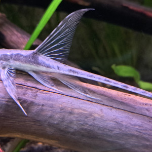 Sturisoma Aureum - Poissons de fond Amazonien