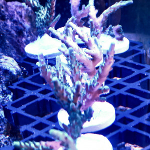 bouture d'acropora