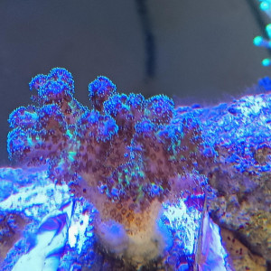 bouture pocillopora damicornis gold insane