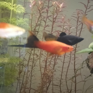 Guppys Molly