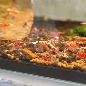 Fishbone Galaxy red