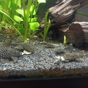 Ancistrus