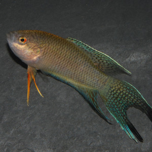 Recherche macropodus sptechi