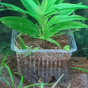 GTBCM5
