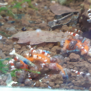 Publication de PORTELLI