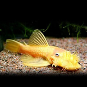 Ancistrus gold de couleur très orangé (non conforme a la photo)