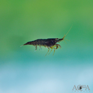 Neocaridina davidi brown choco