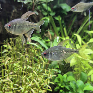 3 Moenkhausia pietteri