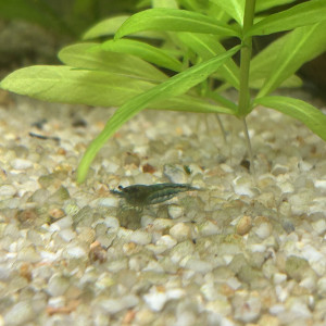 Publication de Fredzio