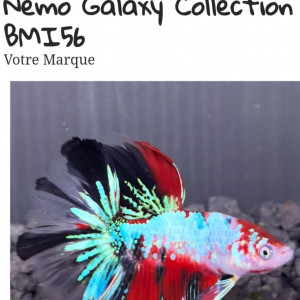Combattant betta mâle halfmoon nemo galaxy