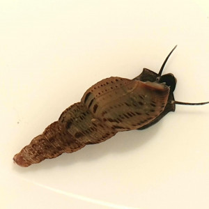 Melanoides Tuberculata