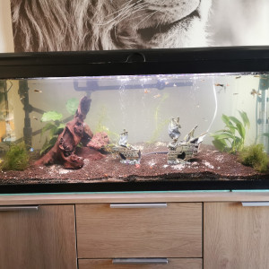 Aquarium 100L