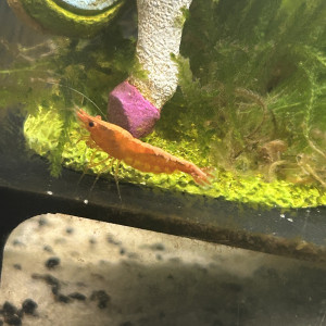 Jungle guppy