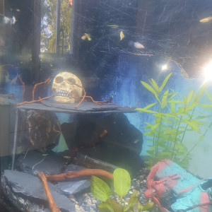 Publication de SamanthaSam