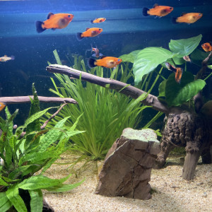 Platy orange