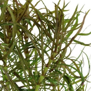 POGOSTEMON STELLATUS SP.