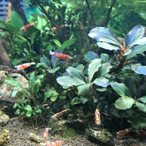 Crevette fancy tiger red