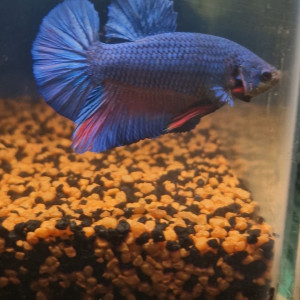 Betta plakat giant repro perso