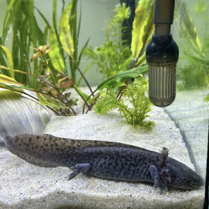 Axolotl La Rochelle Vendée Niort  Ruffec 17/85/79/16